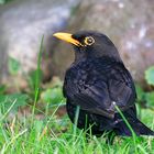 Amsel