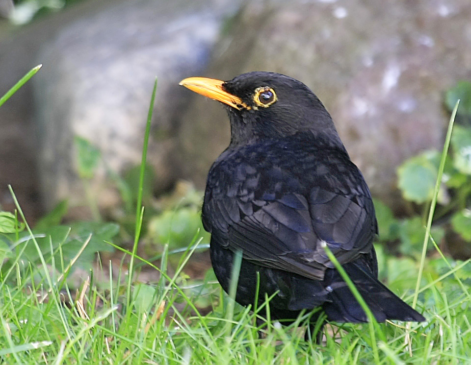 Amsel