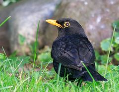 Amsel