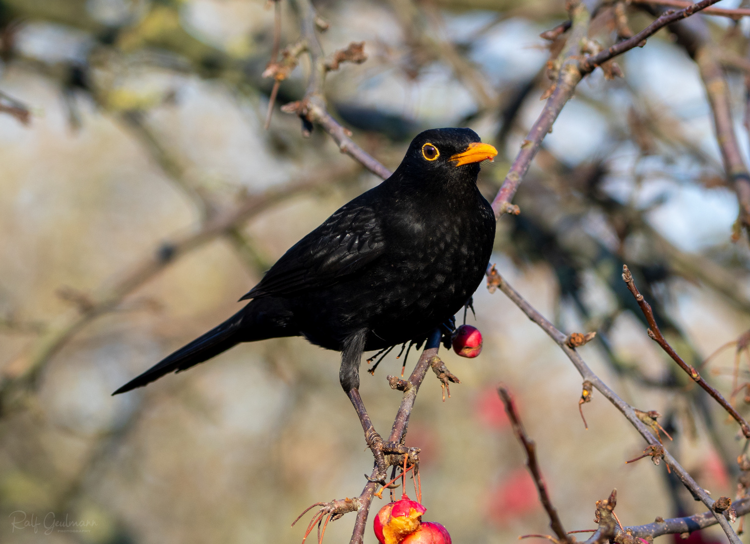 Amsel