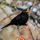 Amsel