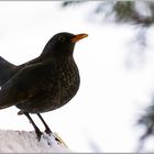 Amsel