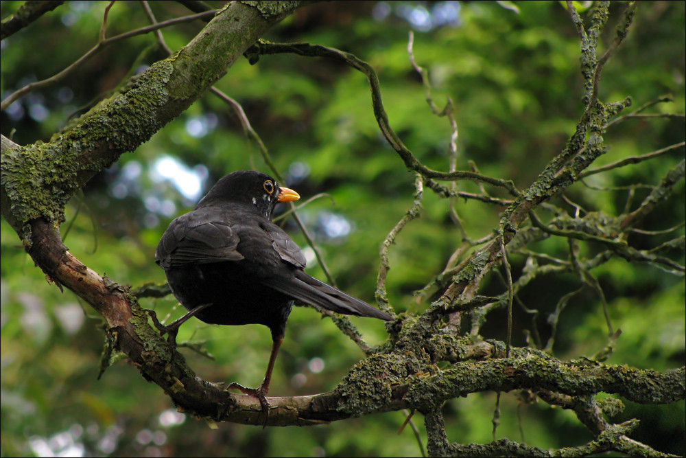 Amsel