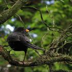 Amsel