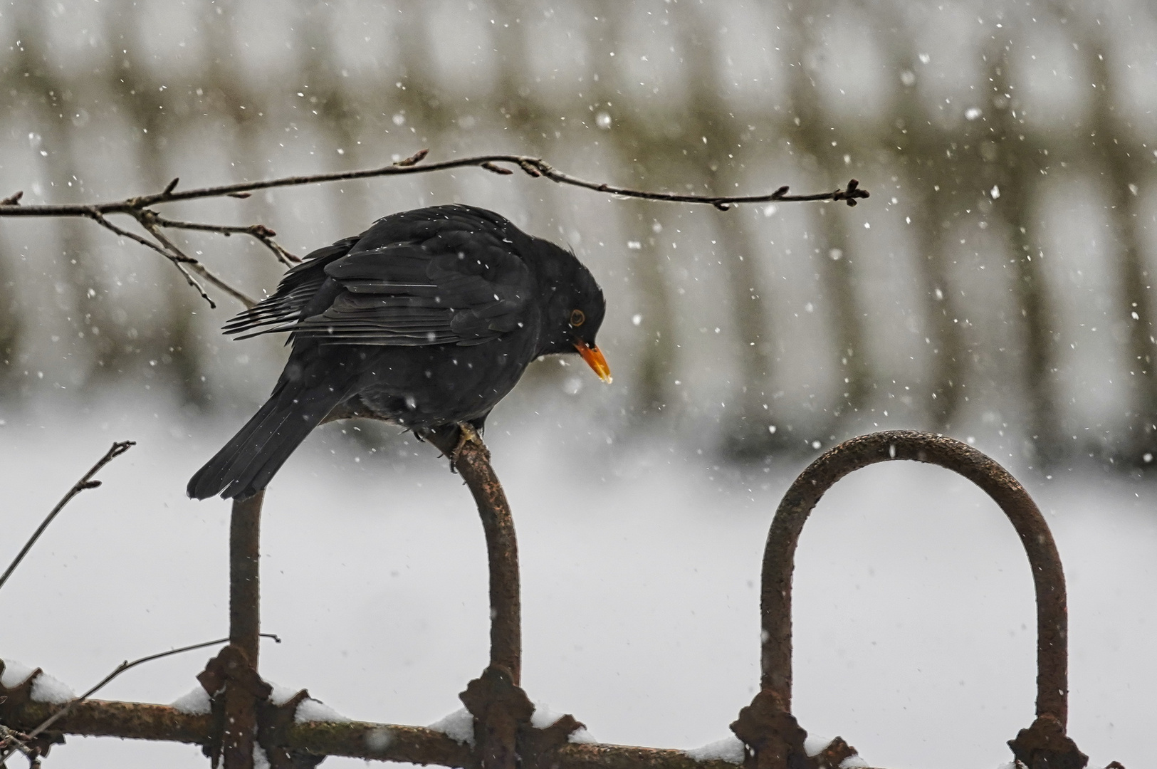 Amsel 