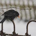 Amsel 