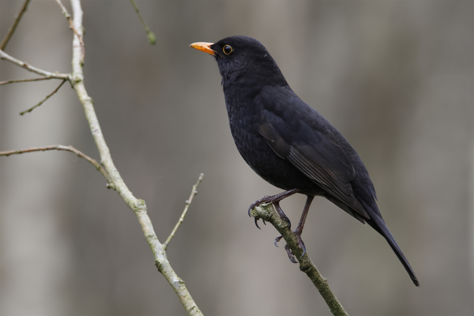 Amsel