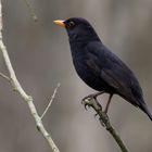 Amsel