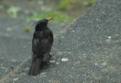 Amsel