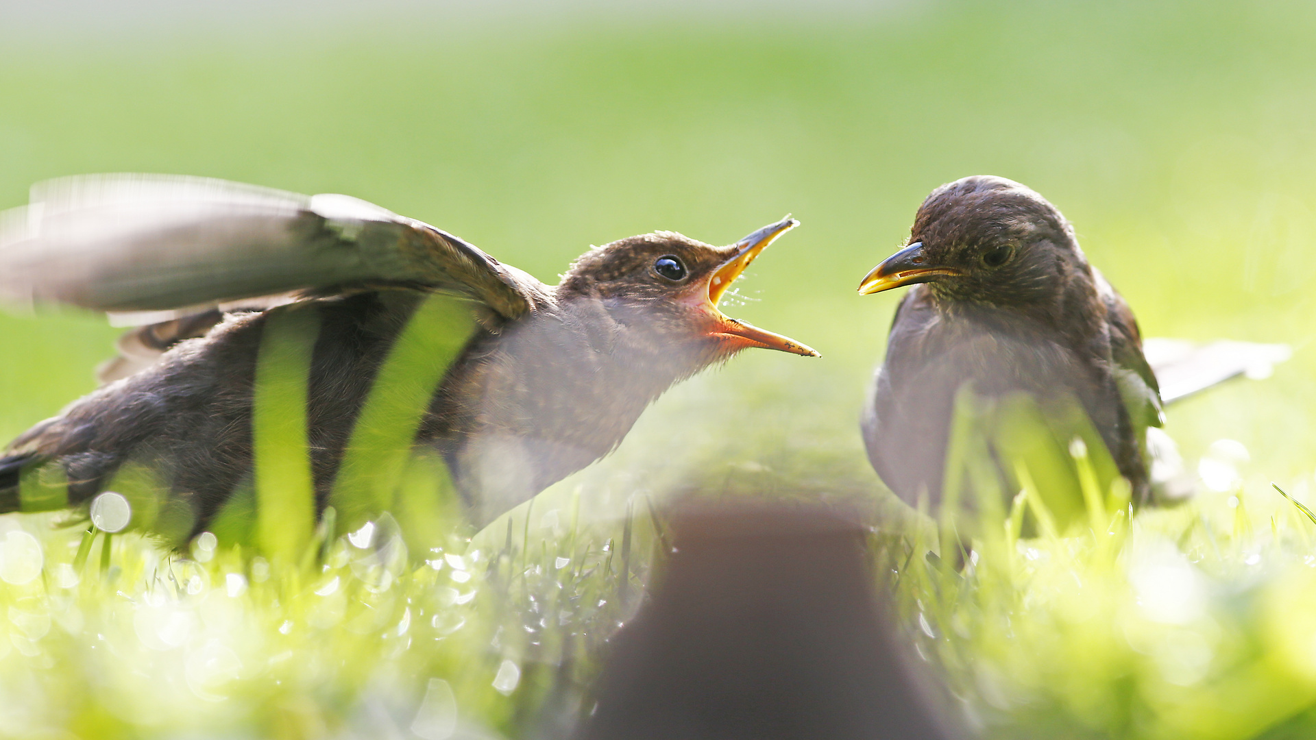 Amsel