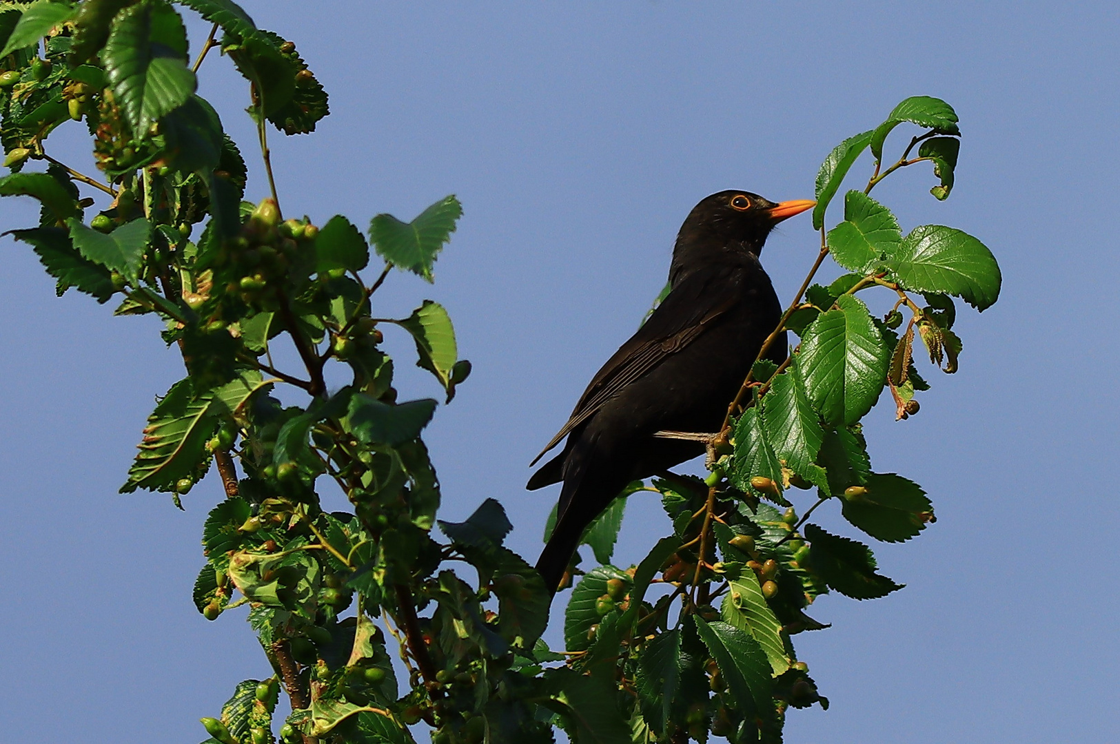 Amsel