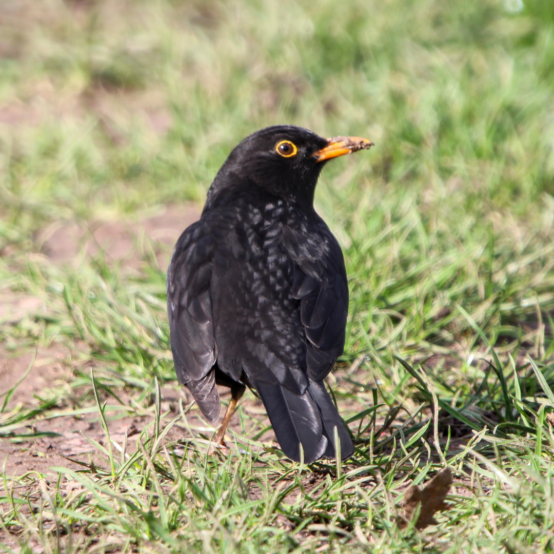 Amsel