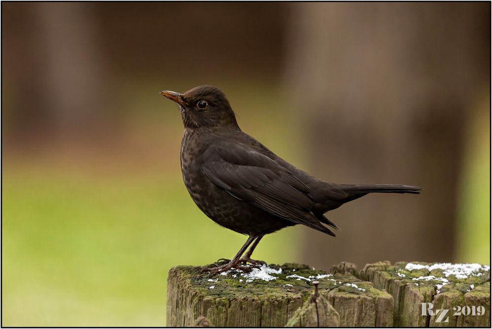 Amsel