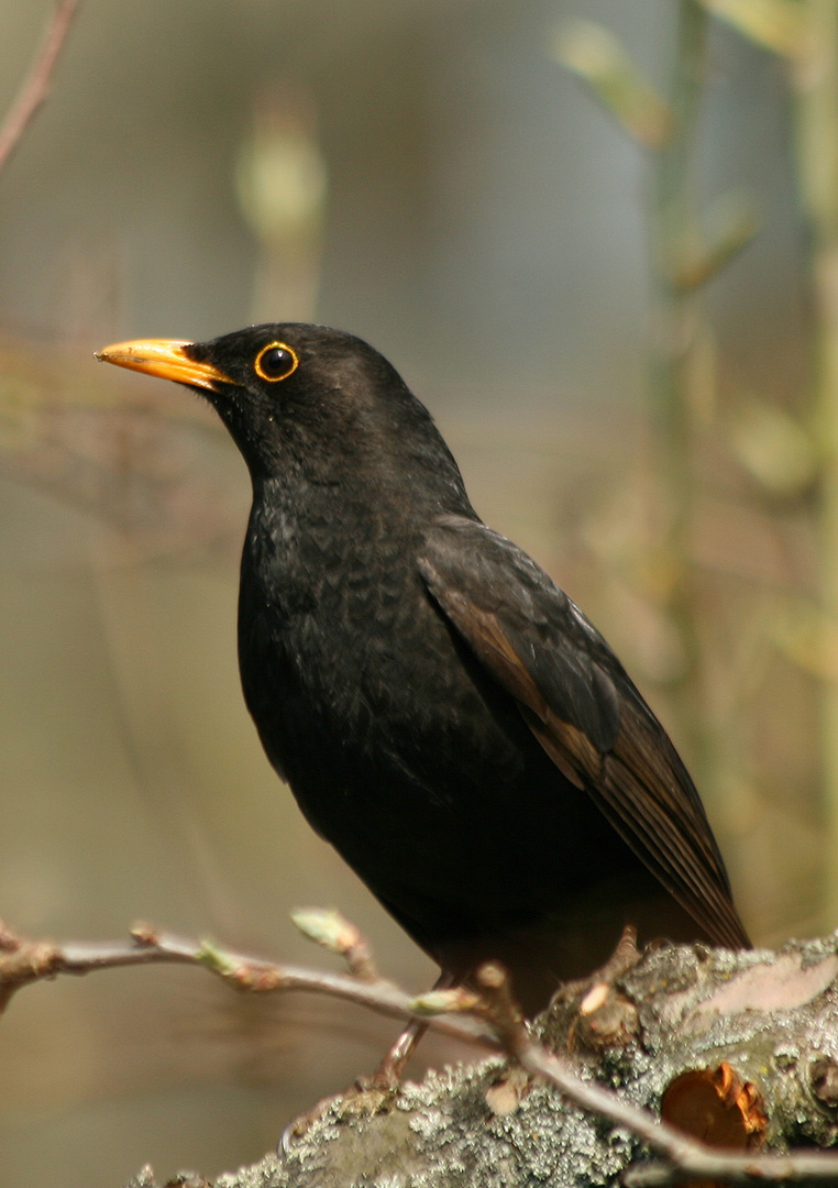 Amsel