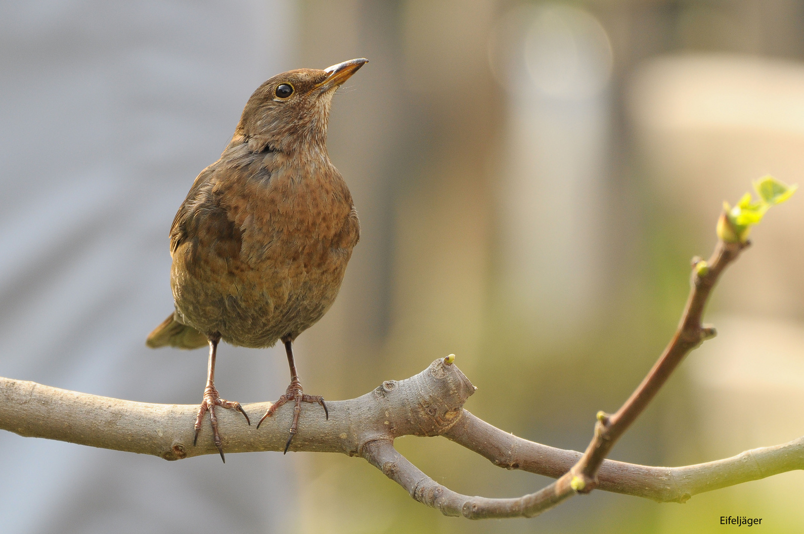 AMSEL 