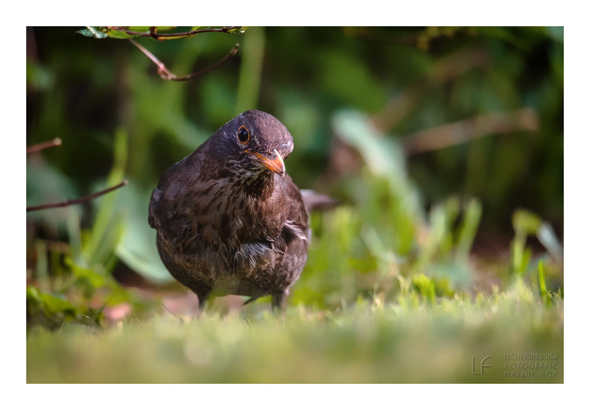 Amsel