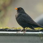 Amsel