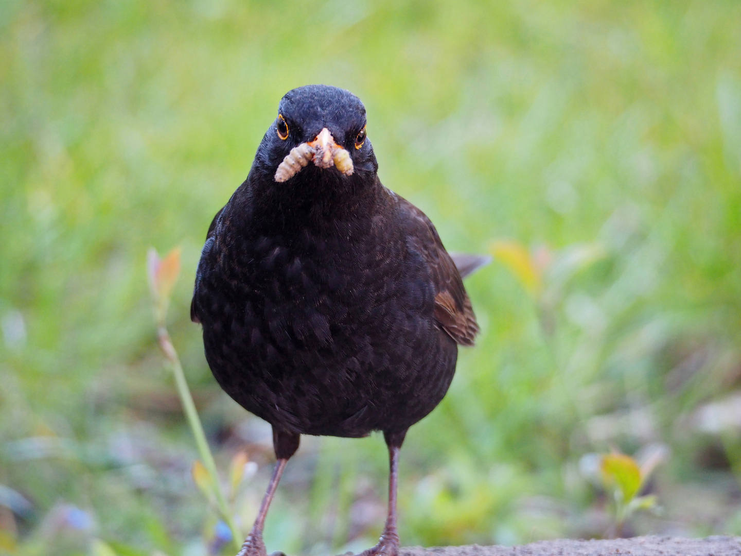 Amsel