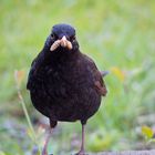 Amsel