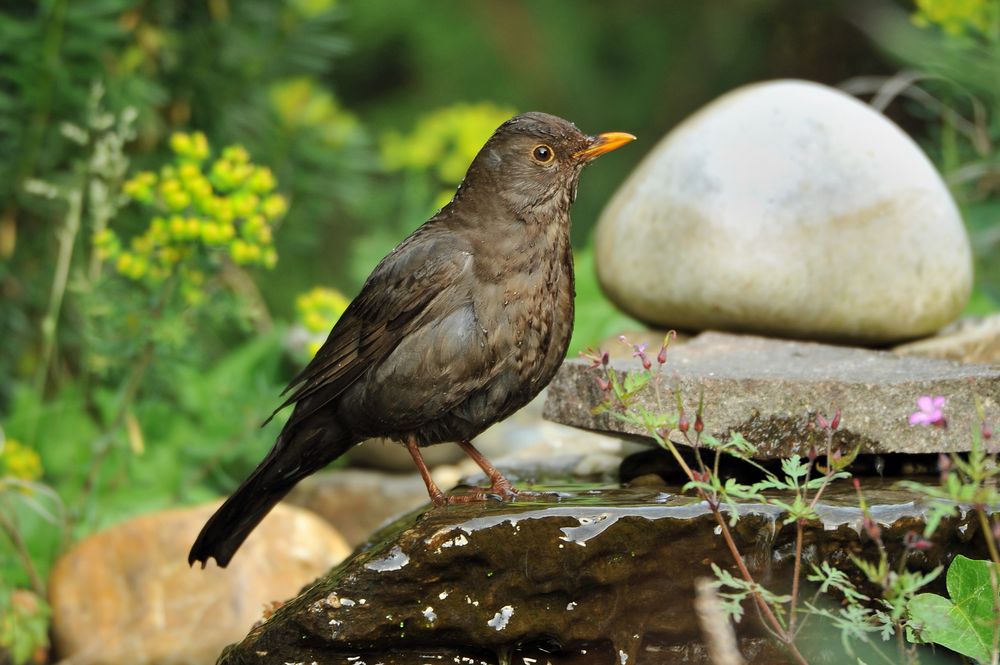 Amsel