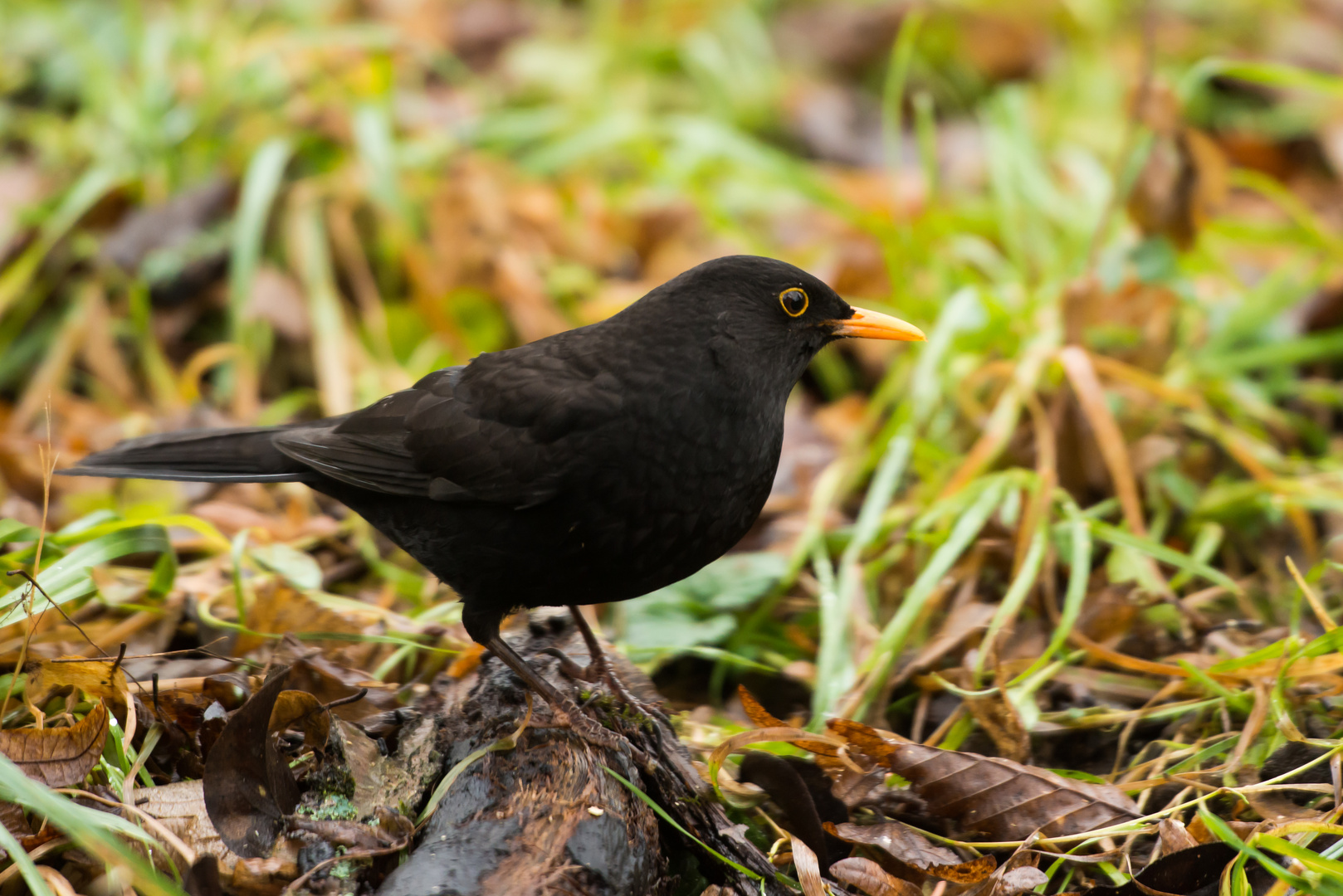 Amsel