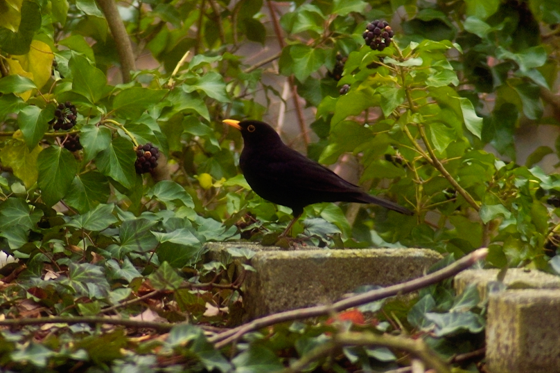 Amsel