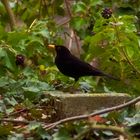 Amsel