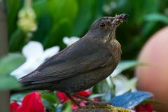 Amsel