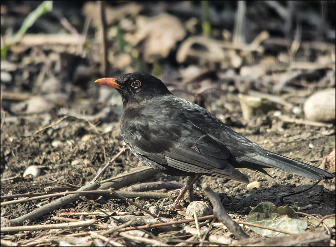 Amsel