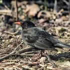 Amsel