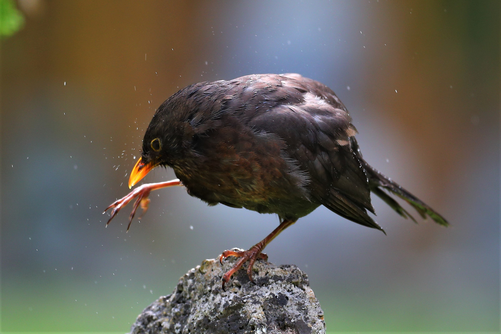 Amsel