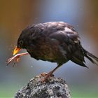 Amsel