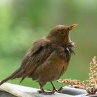 Amsel