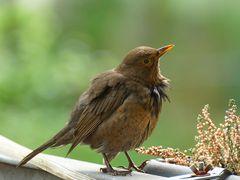 Amsel