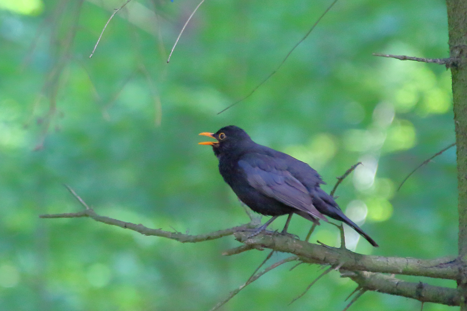 Amsel