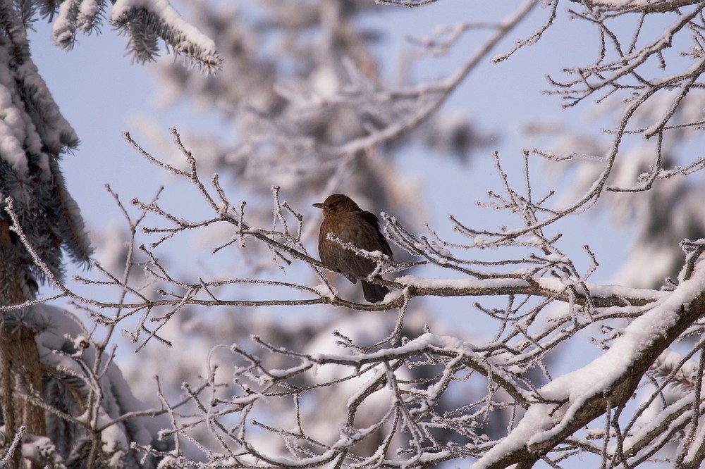 Amsel