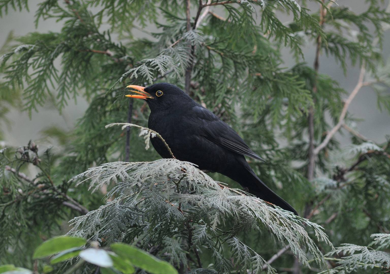 Amsel