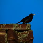 Amsel