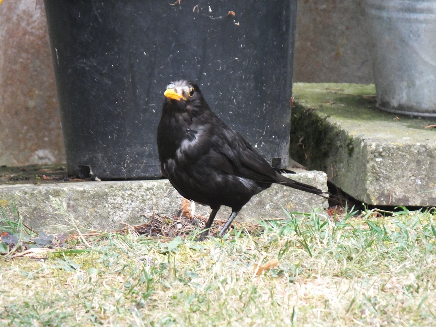 Amsel