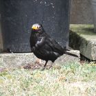 Amsel