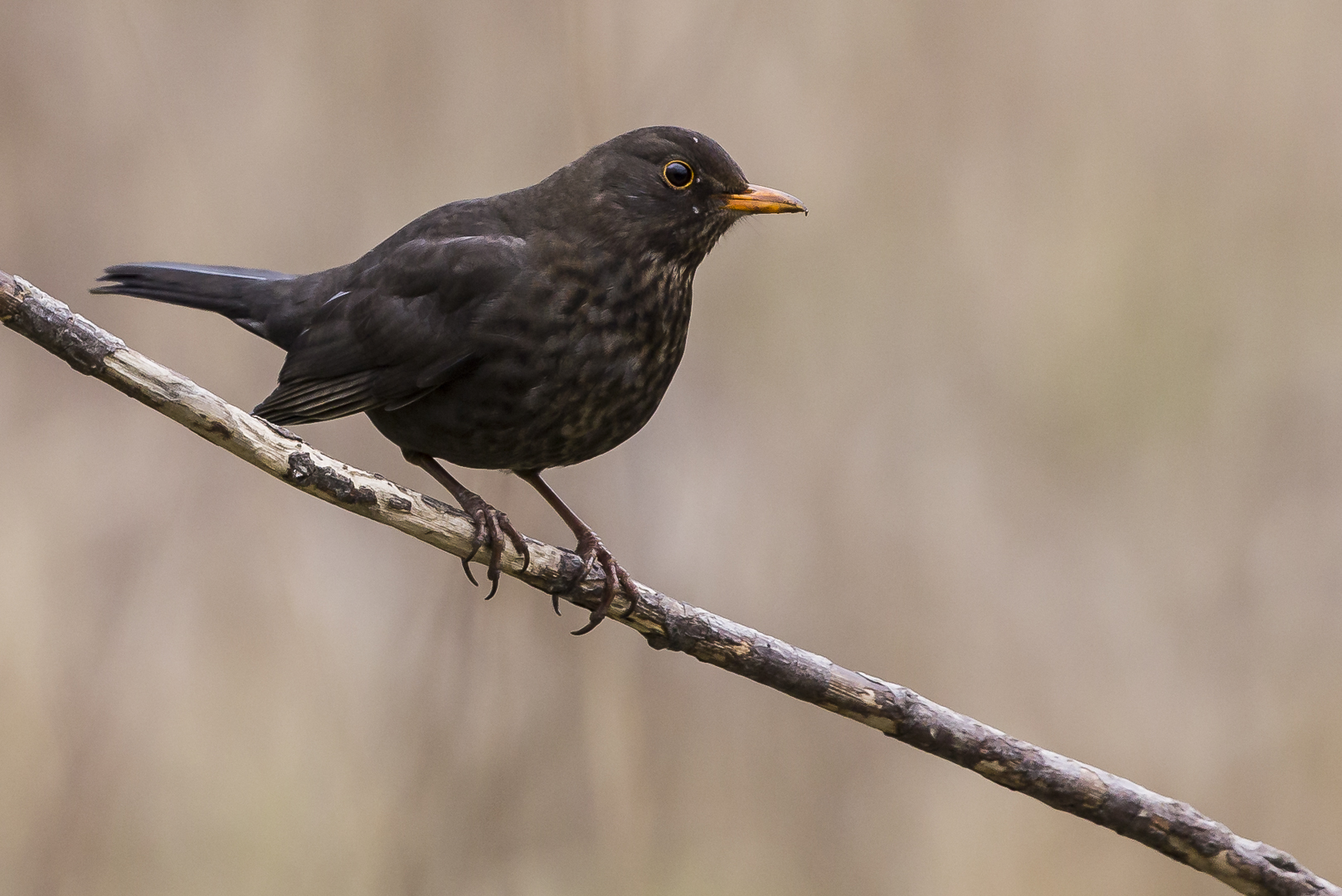 Amsel