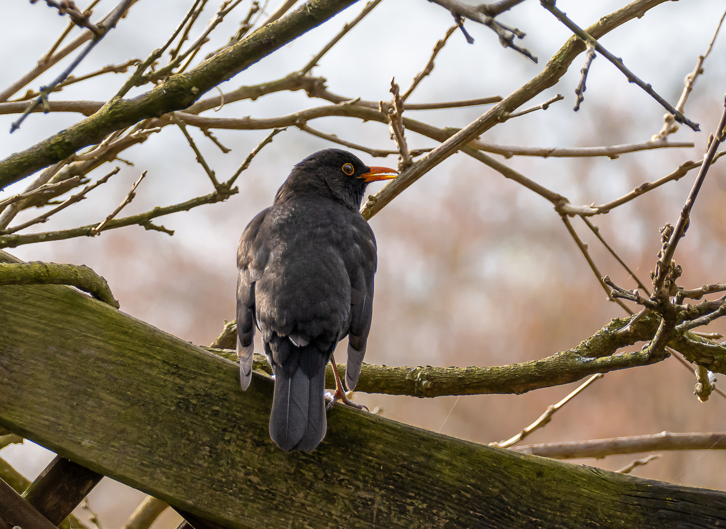 Amsel