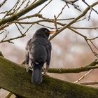 Amsel