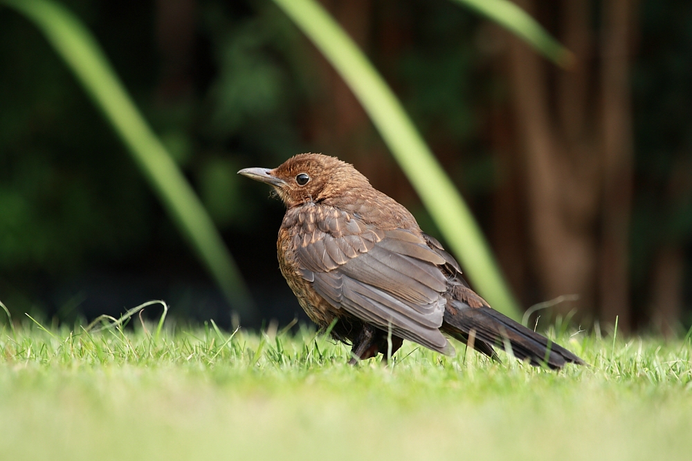 Amsel