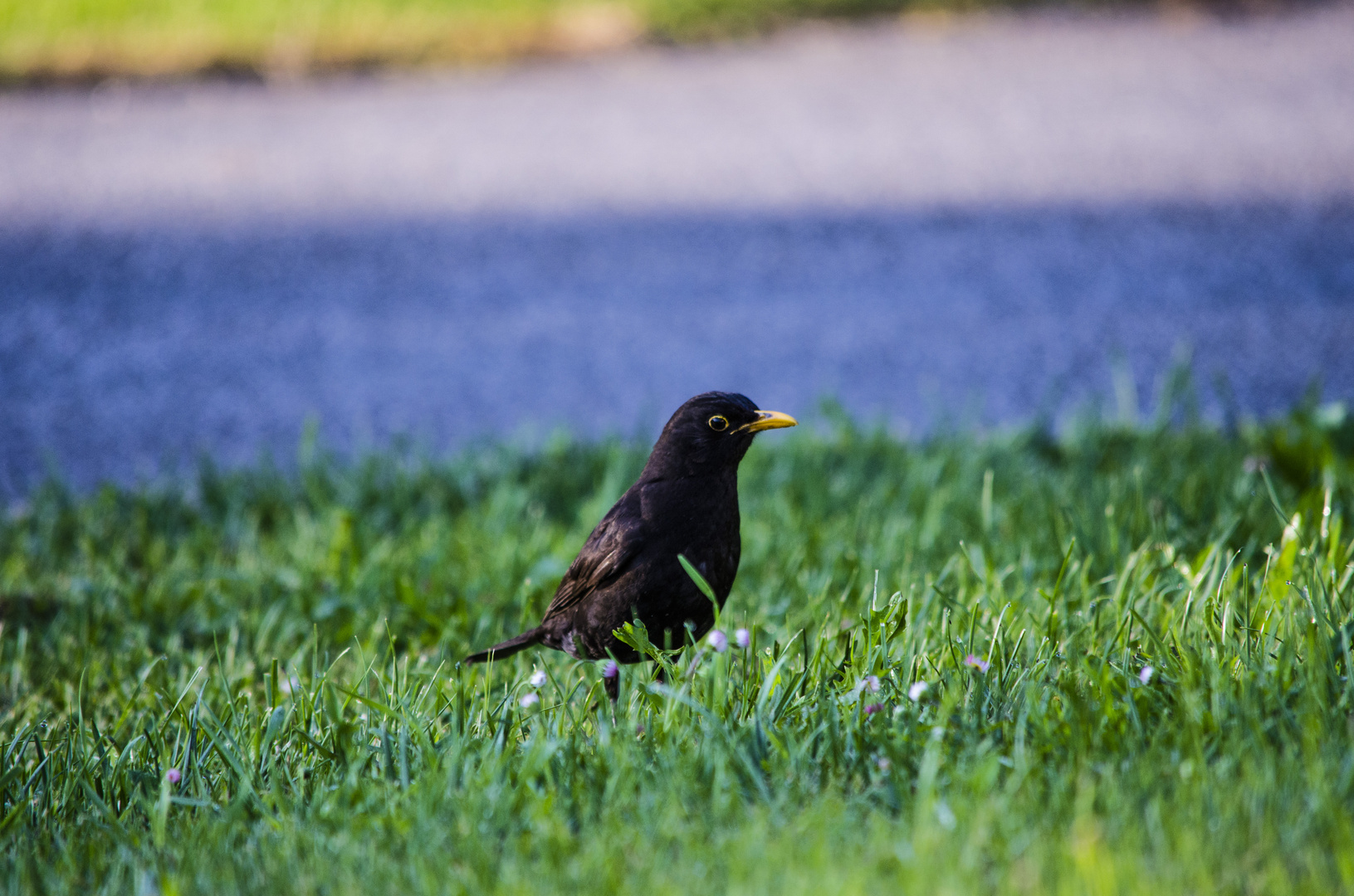 Amsel