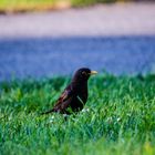 Amsel