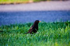 Amsel