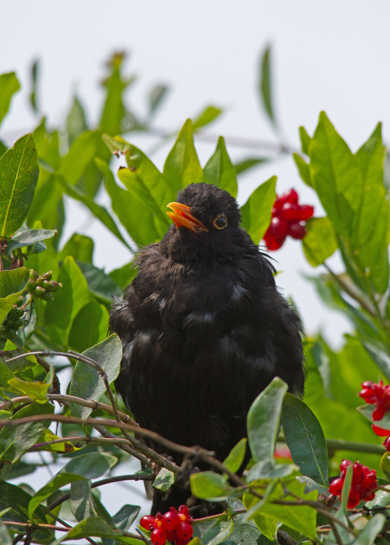 Amsel