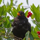 Amsel