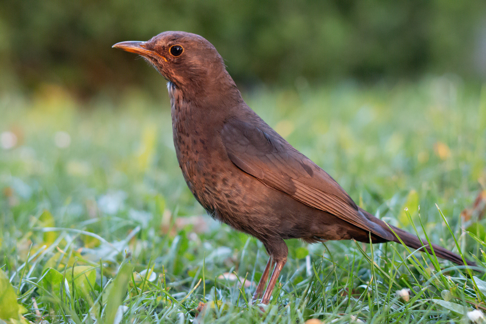 Amsel